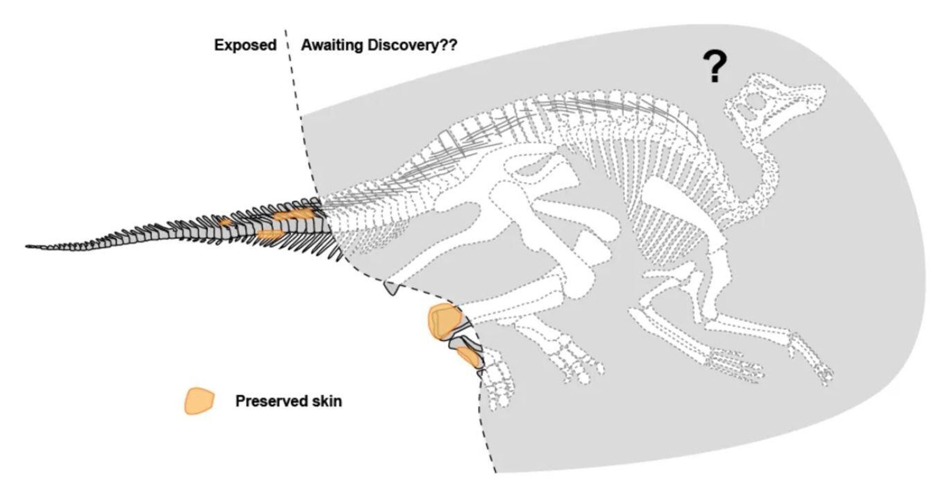Imagen de un Hadrosaurio modificada por el doctor Caleb Brown para demostrar las partes expuestas del hallazgo y las que tienen restos de piel  preservada (en color naranja) - Sputnik Mundo, 1920, 18.09.2022