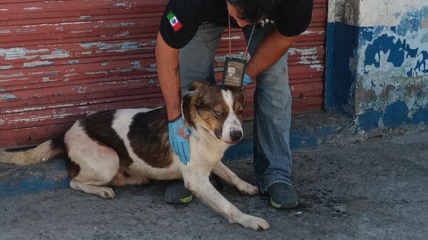 Rescate de animales en el Estado de México por maltrato. - Sputnik Mundo