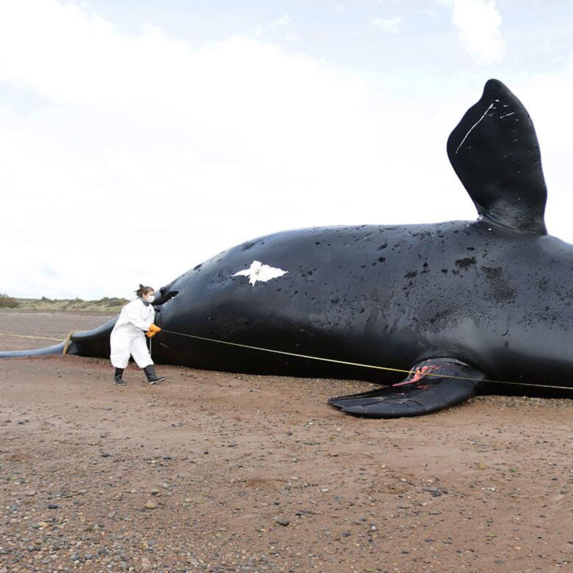 Ya Son 30 Las Ballenas Muertas En El Sur De Argentina | Fotos - 15.10. ...