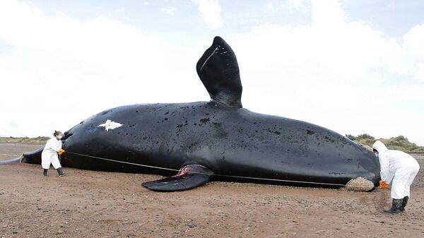 Una ballena muerta en el sur argentino - Sputnik Mundo