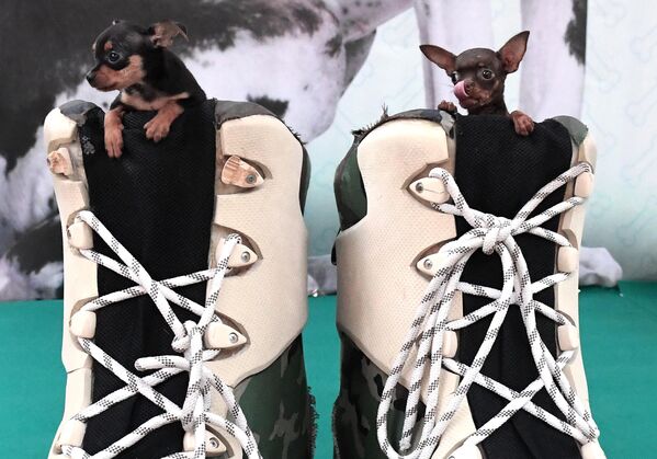 Cachorros de la raza Miniatura ruso en el festival anual ZooWorld realizado en la ciudad de Krasnoyarsk. - Sputnik Mundo