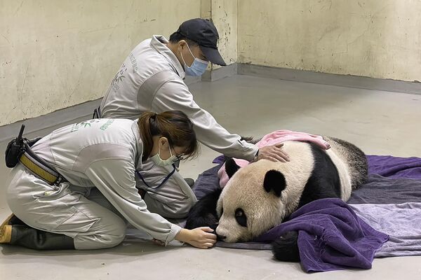 Los trabajadores del zoológico de la ciudad de Taipéi cuidan de un panda gigante enfermo, llamado Tuan Tuan, uno de los dos pandas donados a Taiwán por China. - Sputnik Mundo