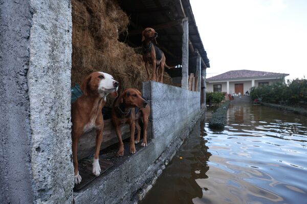 Varios perros fueron vistos en una calle inundada en el pueblo de Kuc, cerca de la ciudad de Skadar, en el noroeste de Albania. En esa zona, al menos seis personas fueron víctimas de las fuertes lluvias. - Sputnik Mundo