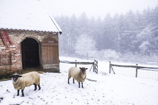 Las primeras nevadas también llegaron a los Países Bajos.En la foto: ovejas en la primera nevada en su prado cerca de Vijlen, Países Bajos. - Sputnik Mundo