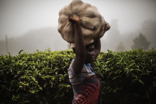 Malaui es el mayor productor de té de África, después de Kenia. Casi todo el té que se cosecha aquí se exporta. Malaui es el mayor productor de té de África, después de Kenia. Casi todo el té que se cosecha aquí se exporta. - Sputnik Mundo