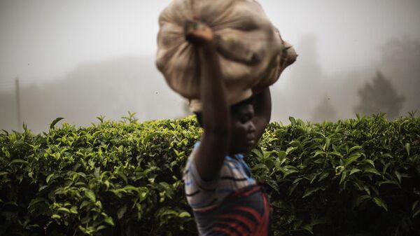 Женщина с мешком на голове проходит мимо чайной плантации в Маканди, Малави - Sputnik Mundo