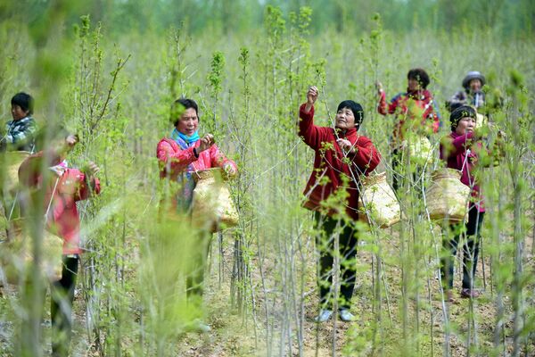 El té verde chino es el más conocido, pero en realidad aquí se cultiva una gran variedad de té.En la foto: la recolección de hojas de ginkgo usadas como suplemento del té en una plantación de la provincia de Shandong, al este de China. El té verde chino es el más conocido, pero en realidad aquí se cultiva una gran variedad de té.En la foto: la recolección de hojas de ginkgo usadas como suplemento del té en una plantación de la provincia de Shandong, al este de China. - Sputnik Mundo