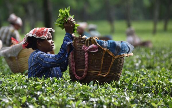 La India ocupa el segundo lugar, ya que allí el té se cultiva desde mediados del siglo XIX. Asam, en el noreste del país, es una de las mayores regiones productoras de té. Aquí, en las plantaciones situadas a baja altitud, tradicionalmente solo se cultiva té negro. - Sputnik Mundo