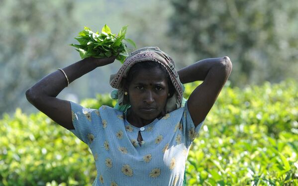 Sri Lanka, que se llamaba Ceilán hasta 1972, es la cuna del famoso té de Ceilán.En la foto: Recolección de té en una plantación del centro de Sri Lanka. - Sputnik Mundo