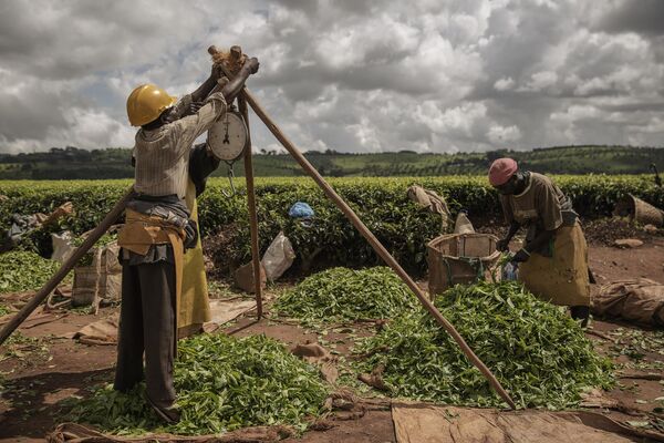 El pesaje de las hojas de té cosechadas en la fábrica de Thyolo, en el sur de Malaui. - Sputnik Mundo