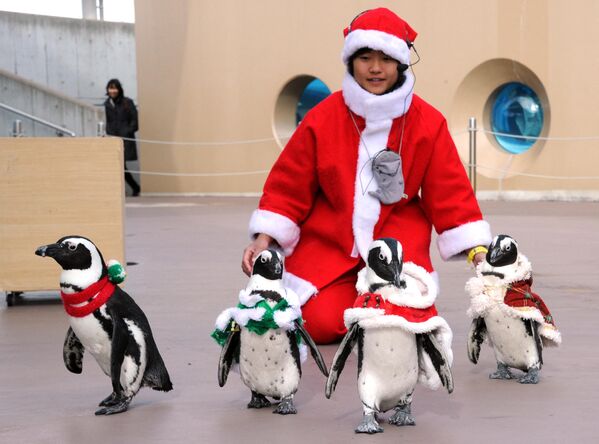 Santa y los pingüinos reales en el acuario Hakkeijima Sea Paradise en Yokohama, Japón. - Sputnik Mundo