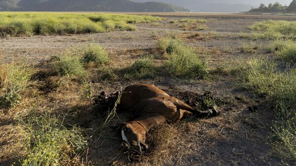 Мертвая лошадь на дне высохшего озера Лагуна-де-Акулео в Чили - Sputnik Mundo