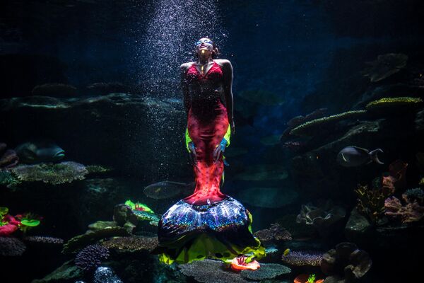 Una buceadora vestida de sirena en el acuario Sea Life Bangkok Ocean World de Bangkok (Tailandia). - Sputnik Mundo