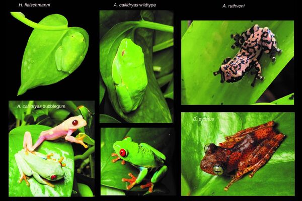 Especies de ranas utilizadas en el estudio comparativo para demostrar que el almacenamiento de sangre es exclusivo de las ranas de cristal. - Sputnik Mundo