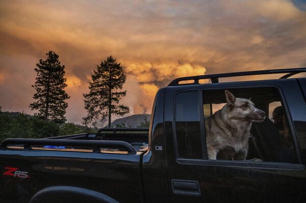 Un perro es llevado en un vehículo fuera de la comunidad de Foresthill, California, ante el incendio forestal conocido como Mosquito Fire, el 8 de septiembre. - Sputnik Mundo