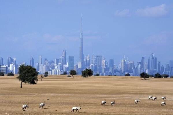 Una manada de antílopes pasta en una zona protegida con el panorama de Dubái con Burj Jalifa, el edificio más alto del mundo. - Sputnik Mundo