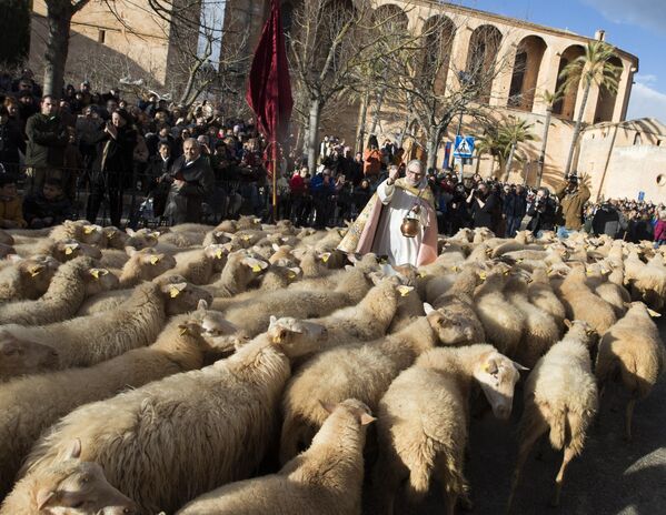 Un sacerdote bendice ovejas el Día de San Antonio en Muro, Mallorca, España. - Sputnik Mundo