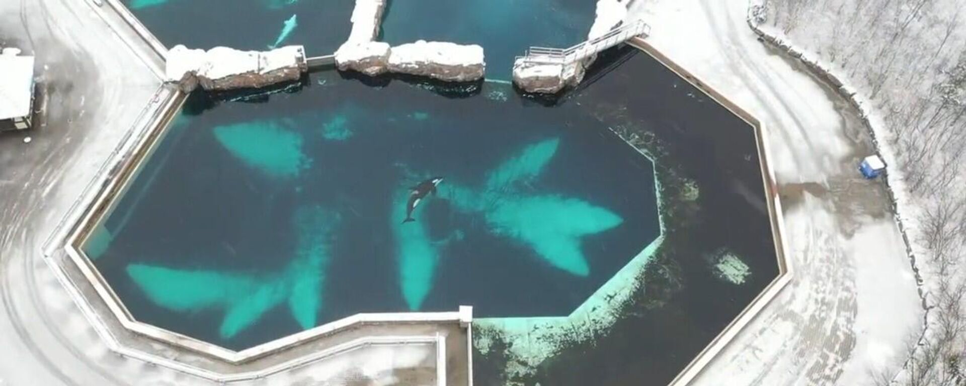 La orca Kiska en una piscina de Mariland de Ontario, en las Cataratas del Niágara, Canadá, fue captada con un dron por el exentrenador profesional de mamíferos, Phil Demers. - Sputnik Mundo, 1920, 20.01.2023