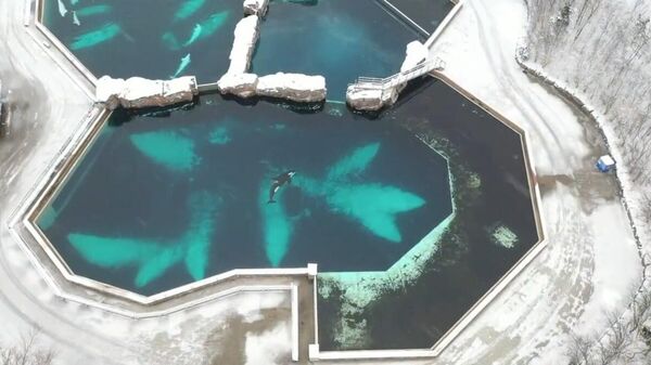 La orca Kiska en una piscina de Mariland de Ontario, en las Cataratas del Niágara, Canadá, fue captada con un dron por el exentrenador profesional de mamíferos, Phil Demers. - Sputnik Mundo