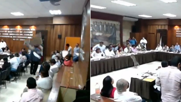 Dos mapaches interrumpen una reunión del consejo municipal en México - Sputnik Mundo