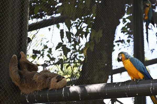 Un perezoso y un loro ara en el zoo de Río de Janeiro, Brasil. - Sputnik Mundo