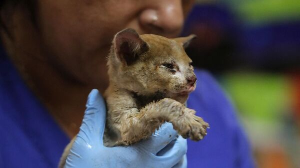 Un veterinario en Santa Juana, Chile, atiende a un gato herido por un incendio forestal - Sputnik Mundo