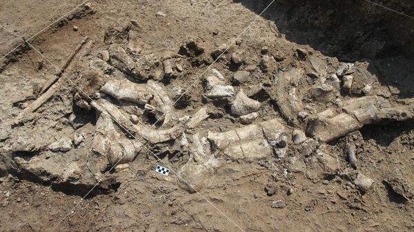 Esqueleto de hipopótamo con artefactos Oldowan - Sputnik Mundo