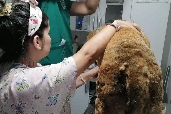 Animales afectados por los incendios en Chile Animales afectados por los incendios en Chile - Sputnik Mundo