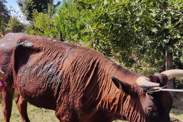 Animales afectados por los incendios en Chile Animales afectados por los incendios en Chile - Sputnik Mundo