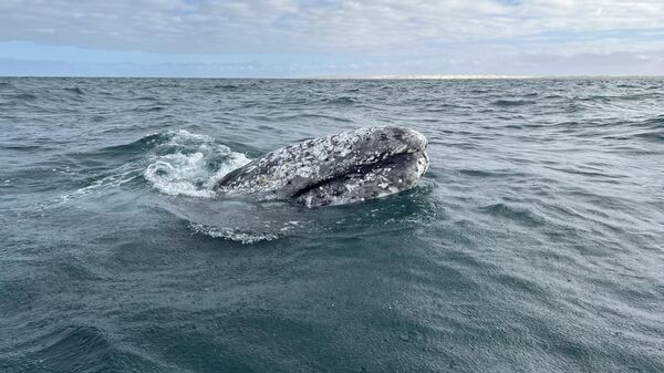 Avistamiento de la ballena gris en las costas mexicanas del océano Pacífico - Sputnik Mundo