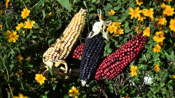 Vista de diferentes tipos de maíz cosechados en un campo de maíz orgánico en Milpa Alta, estado de México, el 18 de octubre de 2021 - Sputnik Mundo