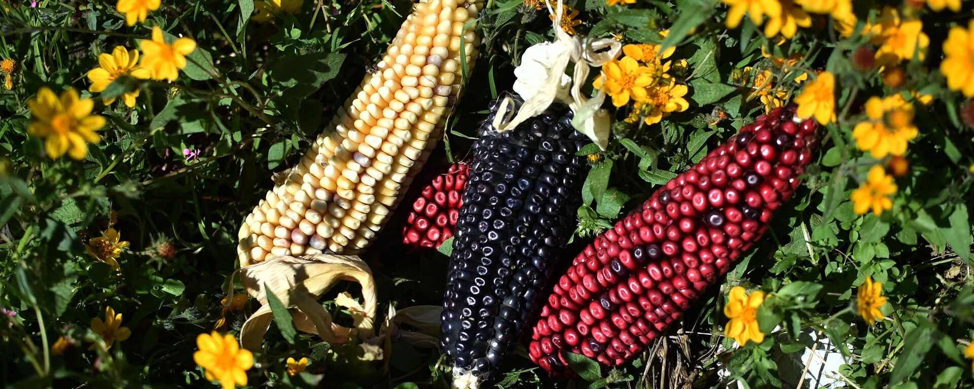 Vista de diferentes tipos de maíz cosechados en un campo de maíz orgánico en Milpa Alta, estado de México, el 18 de octubre de 2021 - Sputnik Mundo, 1920, 23.02.2023