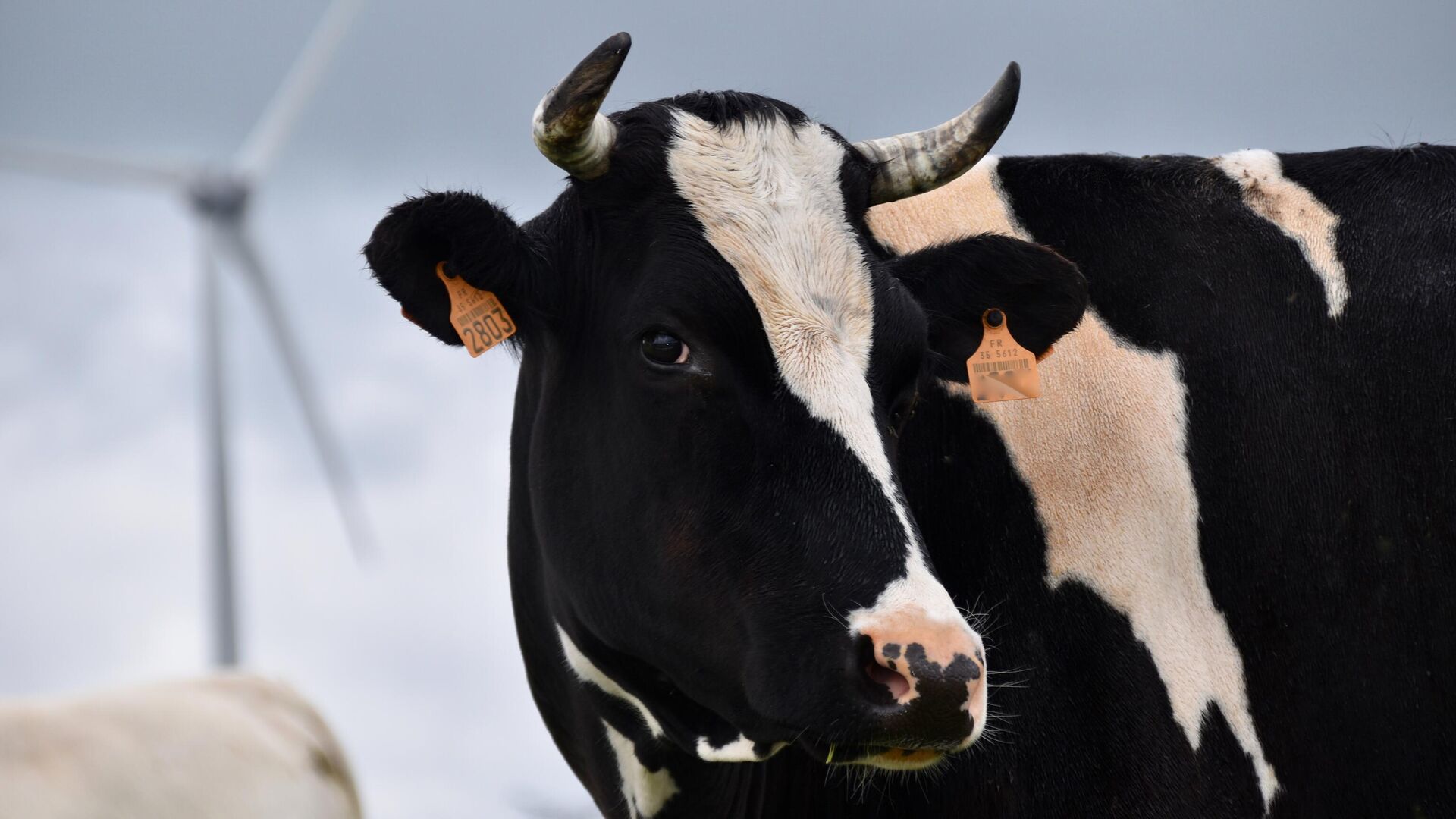 La enfermedad de las vacas locas reapareció en Brasil. - Sputnik Mundo, 1920, 05.09.2023