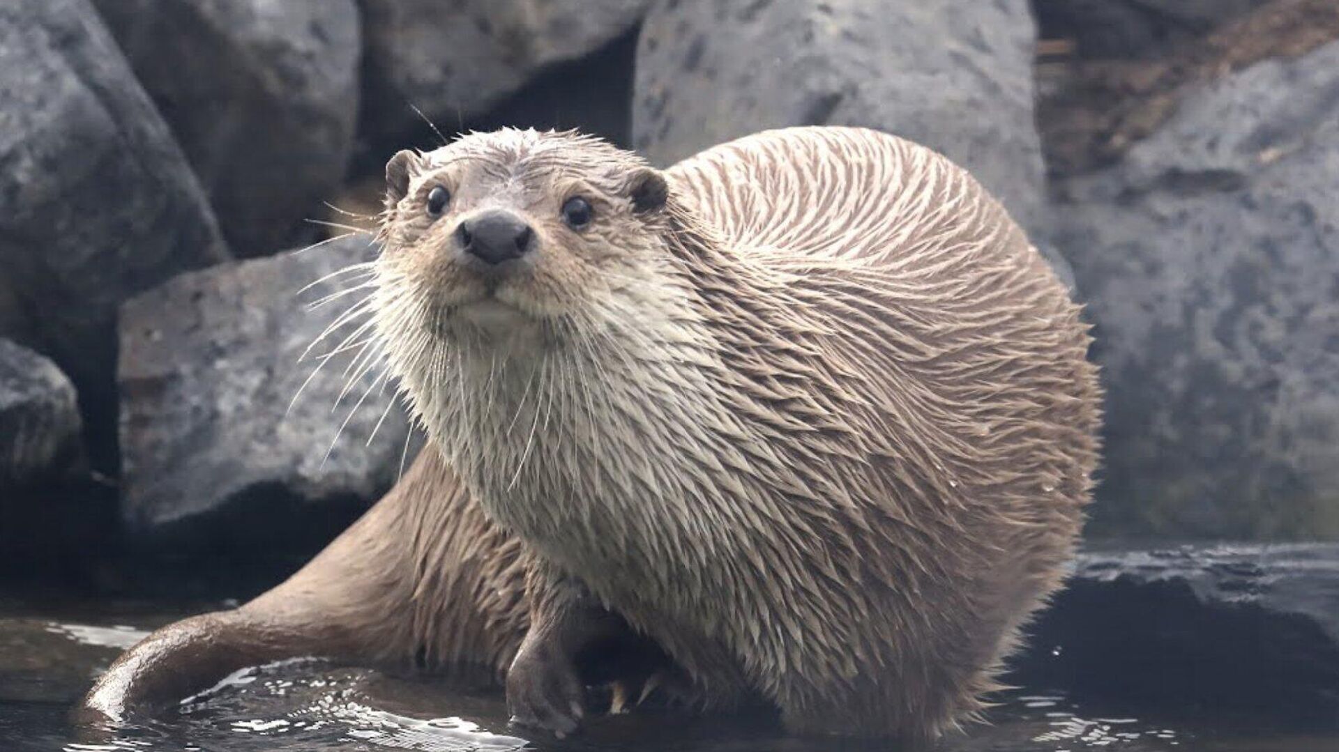 Rara flora y fauna prolifera en la zona desmilitarizada entre Corea del