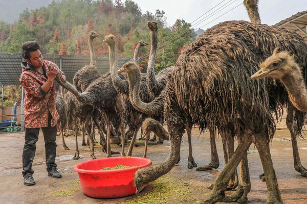 El propietario de una granja de avestruces inspecciona sus aves en la provincia de Guizhou, en el suroeste de China. - Sputnik Mundo