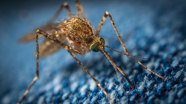 Un mosquito (imagen referencial) - Sputnik Mundo