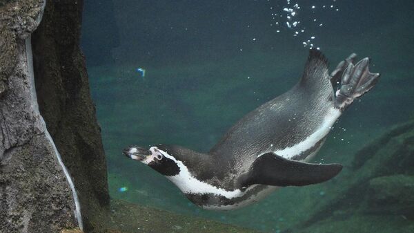 Pingüino de Humboldt  - Sputnik Mundo