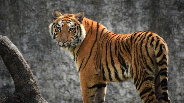 Tigre (Imagen referencial) - Sputnik Mundo