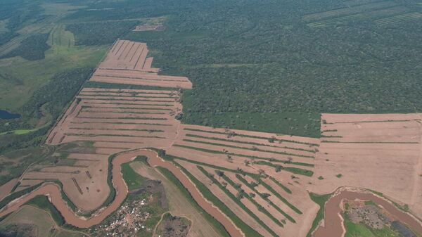 Bolivia ha perdido 8 millones de hectáreas de bosque desde 1985 - Sputnik Mundo