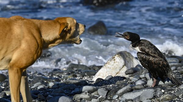 Un perro ladra a un pájaro en la playa de Choros en Coquimbo, Chile - Sputnik Mundo