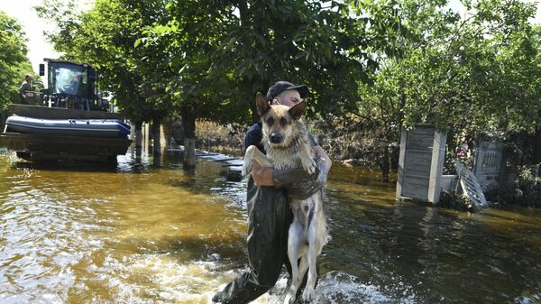 Сотрудник коммунальных служб выносит из воды собаку в городе Голая Пристань Херсонской области - Sputnik Mundo
