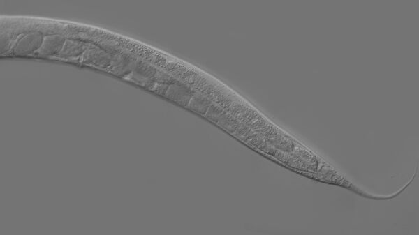 Caenorhabditis elegans - Sputnik Mundo