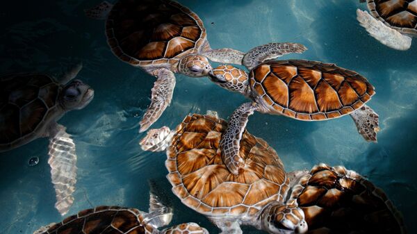 Las tortugas marinas - Sputnik Mundo