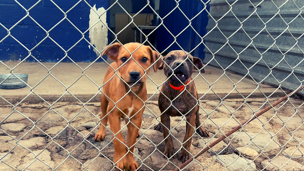 Cachorros rescatados por la Brigada de Vigilancia Animal  - Sputnik Mundo
