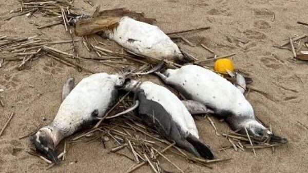 Pingüinos de Magallanes muertos en Uruguay - Sputnik Mundo