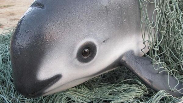 Vaquita marina, especie en peligro de extinción - Sputnik Mundo