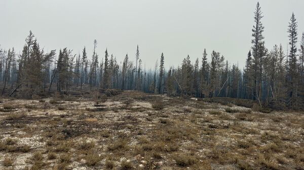 Bosque incendiado en el Noroeste de Canadá - Sputnik Mundo