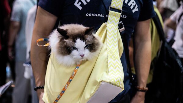 Люди посещают выставку кошек в Hong Kong Convention and Exhibition Centre, Китай  - Sputnik Mundo