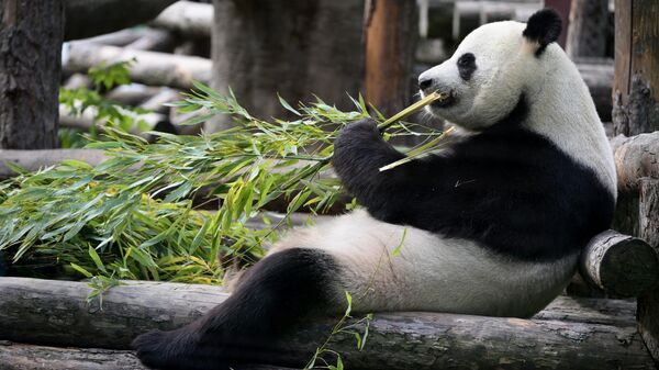 Panda Ru Yi en el Zoológico de Moscú - Sputnik Mundo