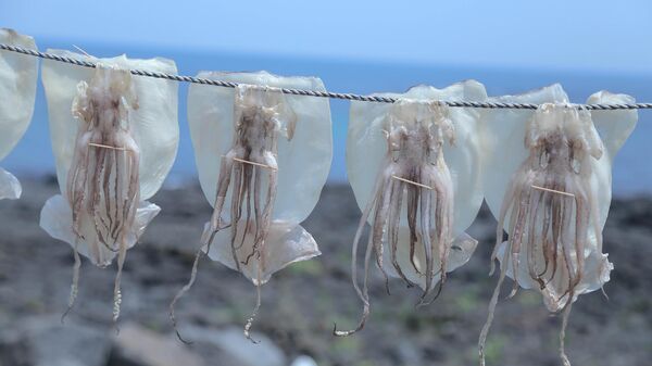 Calamares colgados luego de la pesca. Imagen referencial - Sputnik Mundo